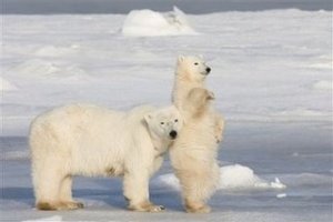 urso polar 2.